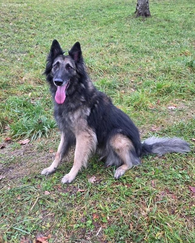 Wusa, male Belgian Tervuren for adoption at Tieronline.ch, Zürich — photo 5 of 5