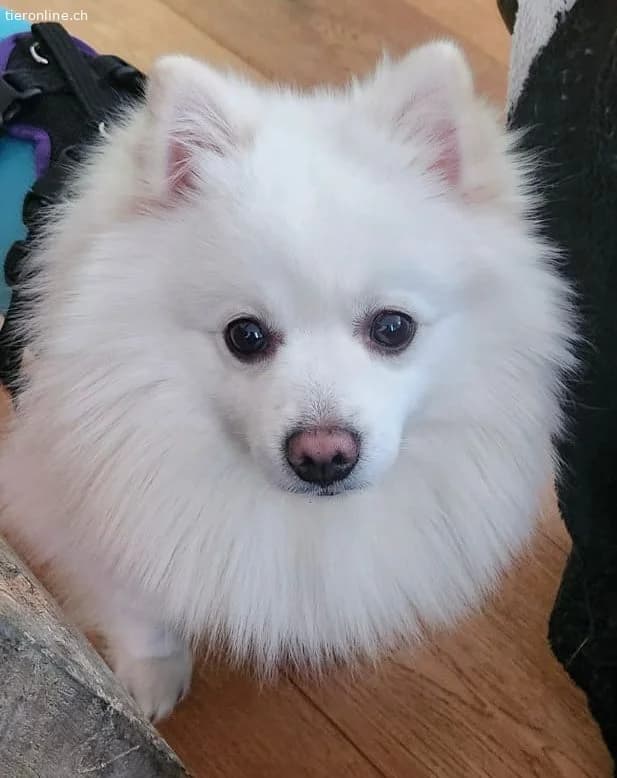 Pamuk, male German Shorthaired Pointer for adoption at Tieronline.ch, Zürich