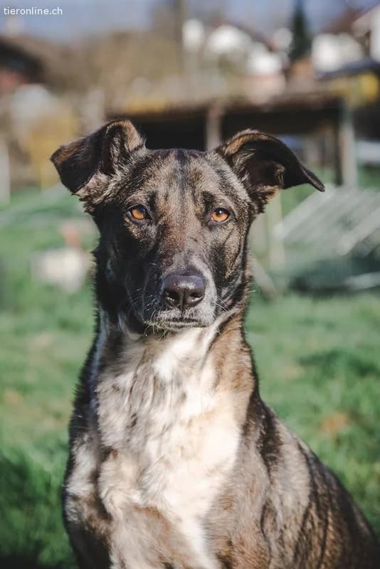 Nika, female Mixed Breed for adoption at Tieronline.ch, Zürich