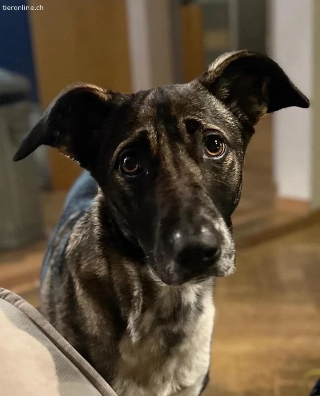 Nika, female Mixed Breed for adoption at Tieronline.ch, Zürich — photo 2 of 6