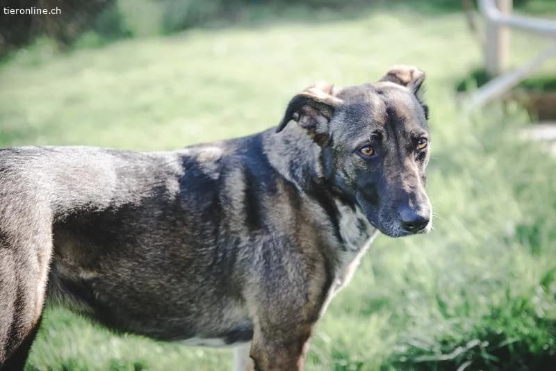 Nika, female Mixed Breed for adoption at Tieronline.ch, Zürich — photo 3 of 6