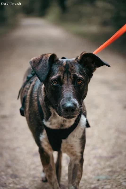 Nika, female Mixed Breed for adoption at Tieronline.ch, Zürich — photo 4 of 6