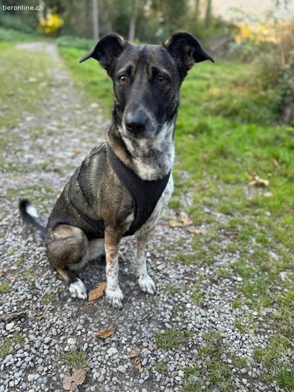 Nika, female Mixed Breed for adoption at Tieronline.ch, Zürich — photo 5 of 6