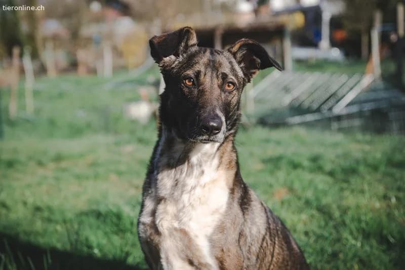 Nika, female Mixed Breed for adoption at Tieronline.ch, Zürich — photo 6 of 6