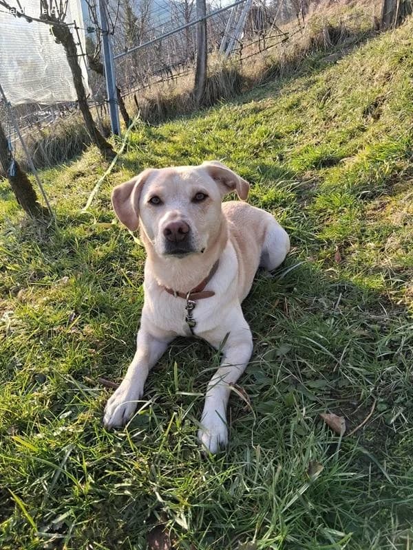 Nala, female Labrador Retriever for adoption at Tieronline.ch, Zürich