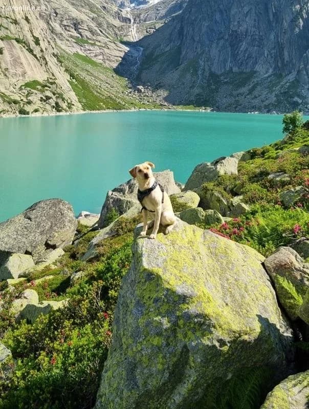 Nala, female Labrador Retriever for adoption at Tieronline.ch, Zürich — photo 2 of 6