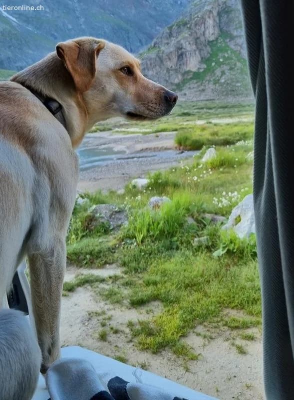 Nala, female Labrador Retriever for adoption at Tieronline.ch, Zürich — photo 3 of 6