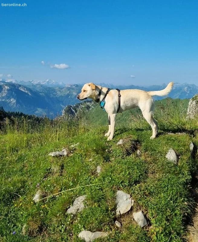 Nala, female Labrador Retriever for adoption at Tieronline.ch, Zürich — photo 4 of 6