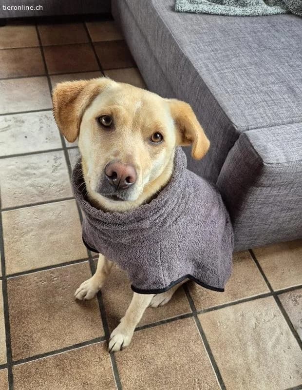 Nala, female Labrador Retriever for adoption at Tieronline.ch, Zürich — photo 5 of 6