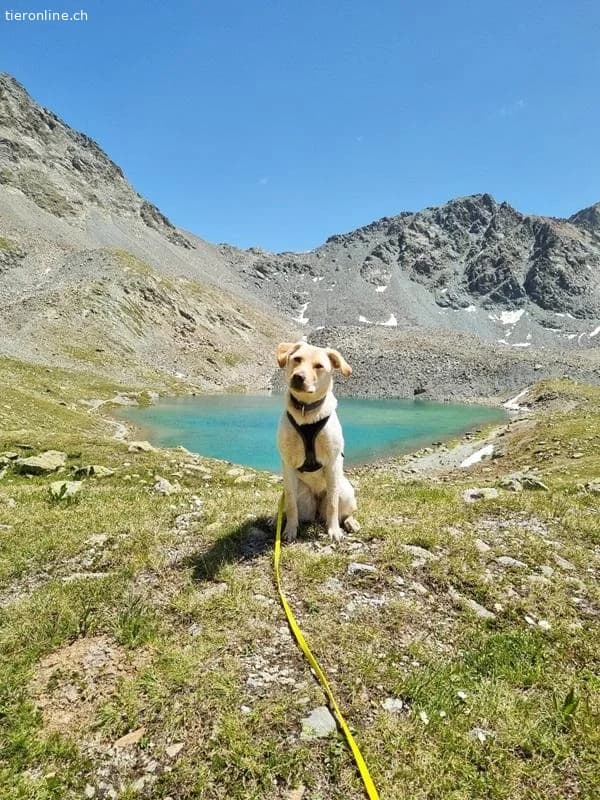 Nala, female Labrador Retriever for adoption at Tieronline.ch, Zürich — photo 6 of 6