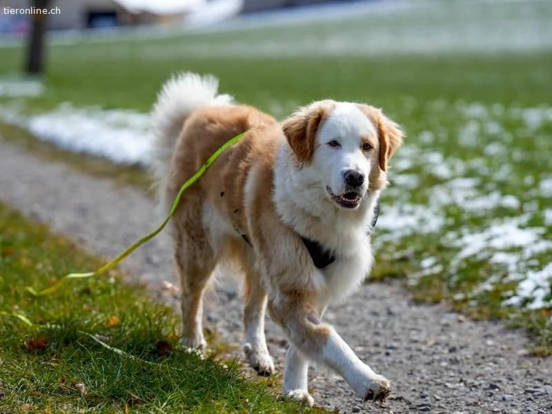 Nala, female Bernese Mountain Dog for adoption at Tieronline.ch, Zürich