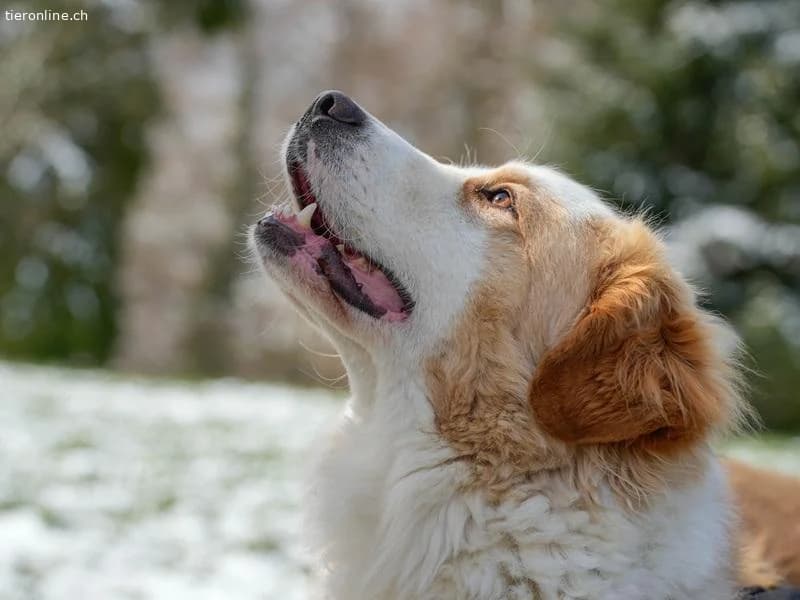 Nala, female Bernese Mountain Dog for adoption at Tieronline.ch, Zürich — photo 2 of 6