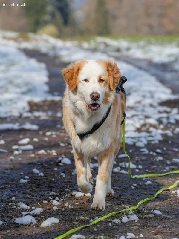 Nala, female Bernese Mountain Dog for adoption at Tieronline.ch, Zürich — photo 3 of 6