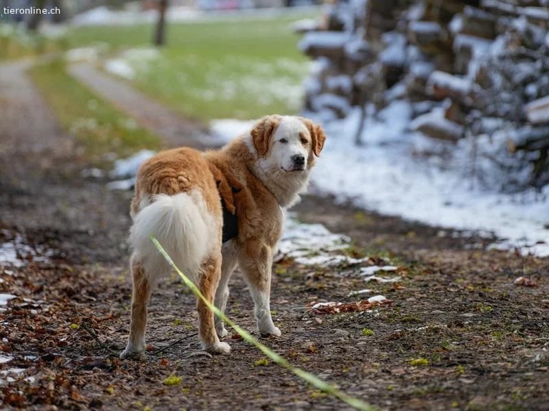 Nala, female Bernese Mountain Dog for adoption at Tieronline.ch, Zürich — photo 4 of 6
