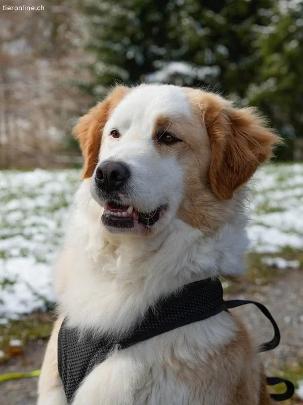 Nala, female Bernese Mountain Dog for adoption at Tieronline.ch, Zürich — photo 5 of 6