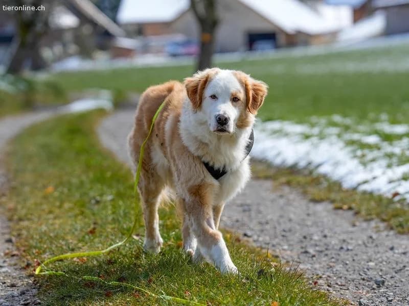 Nala, female Bernese Mountain Dog for adoption at Tieronline.ch, Zürich — photo 6 of 6