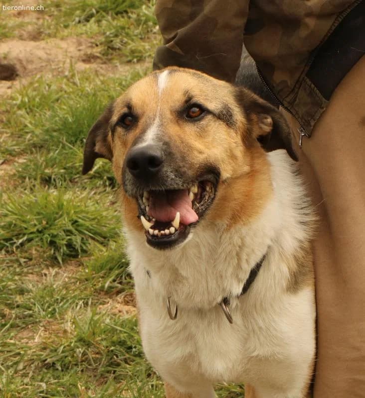 Scooby, male Mixed Breed for adoption at Tieronline.ch, Zürich
