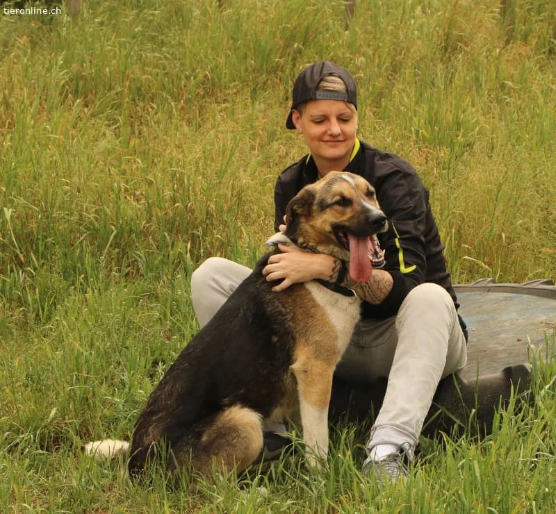 Scooby, male Mixed Breed for adoption at Tieronline.ch, Zürich — photo 2 of 6