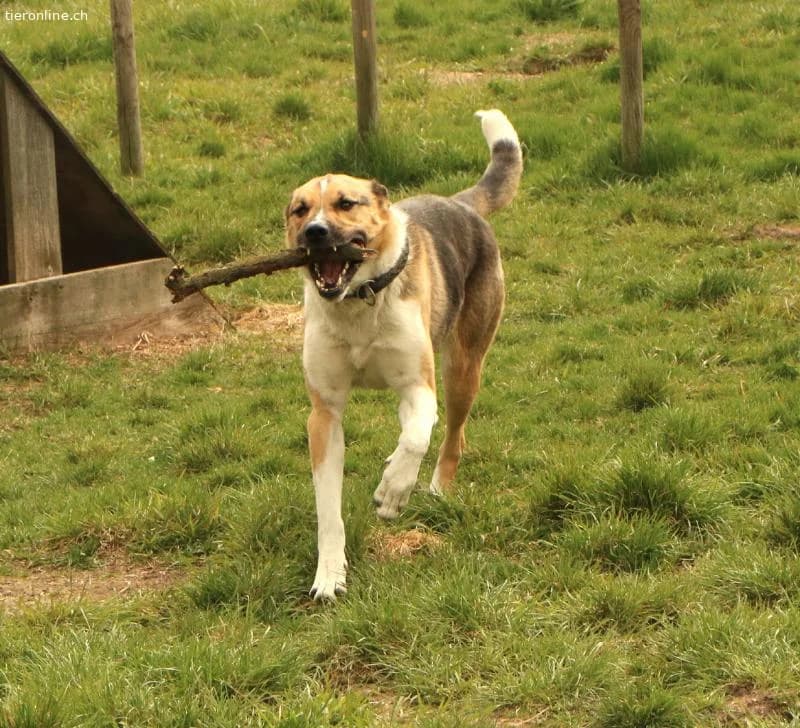 Scooby, male Mixed Breed for adoption at Tieronline.ch, Zürich — photo 3 of 6