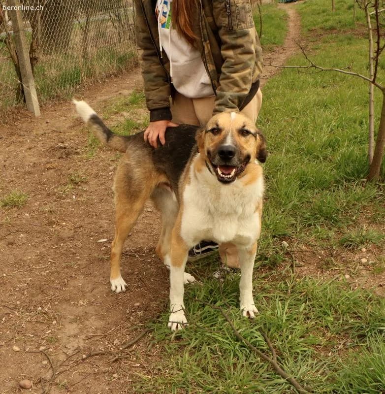 Scooby, male Mixed Breed for adoption at Tieronline.ch, Zürich — photo 5 of 6