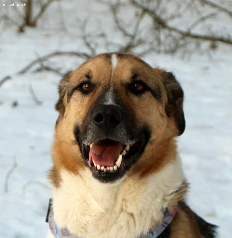 Scooby, male Mixed Breed for adoption at Tieronline.ch, Zürich — photo 6 of 6