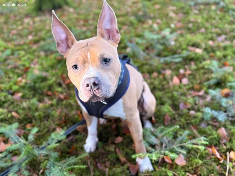 Nacho, male American Staffordshire Terrier for adoption at Tieronline.ch, Zürich