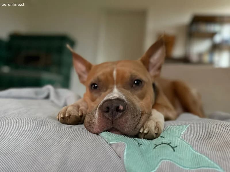 Nacho, male American Staffordshire Terrier for adoption at Tieronline.ch, Zürich — photo 2 of 6