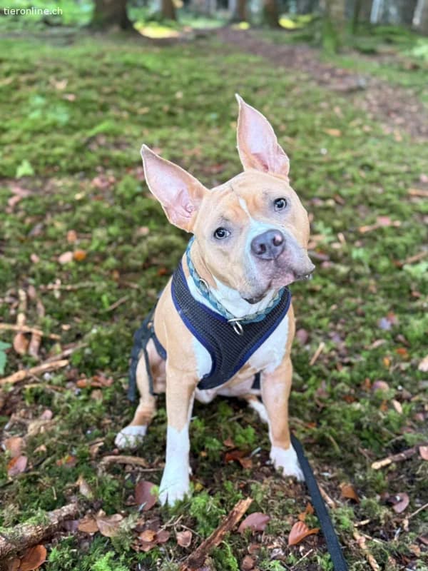 Nacho, male American Staffordshire Terrier for adoption at Tieronline.ch, Zürich — photo 3 of 6