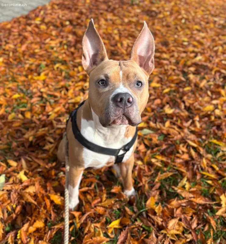Nacho, male American Staffordshire Terrier for adoption at Tieronline.ch, Zürich — photo 4 of 6