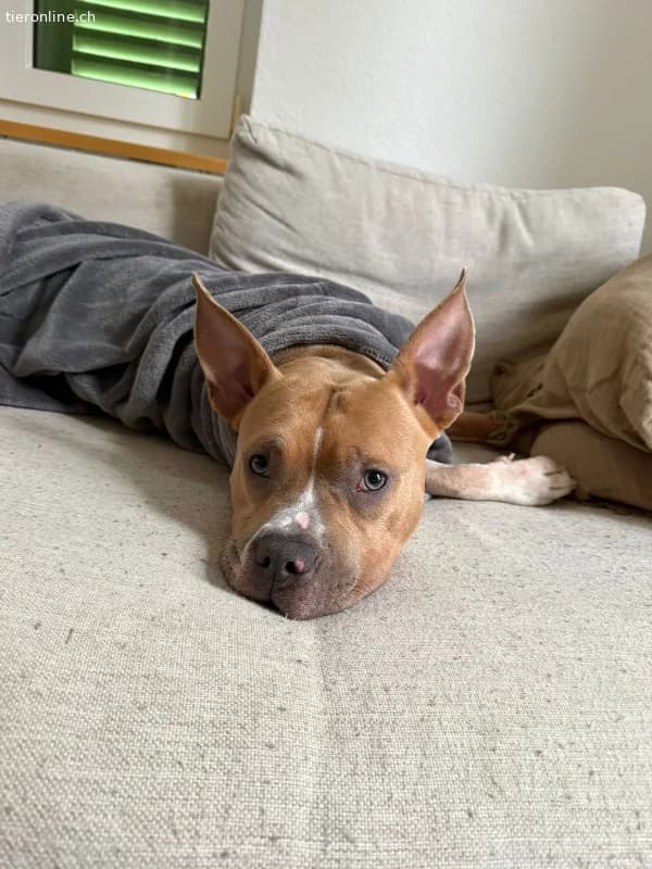 Nacho, male American Staffordshire Terrier for adoption at Tieronline.ch, Zürich — photo 5 of 6