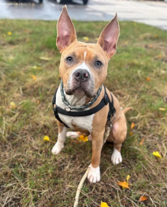 Nacho, male American Staffordshire Terrier for adoption at Tieronline.ch, Zürich — photo 6 of 6