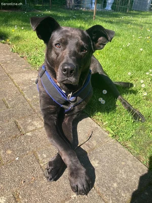 Mogli, male Mixed Breed for adoption at Tieronline.ch, Zürich