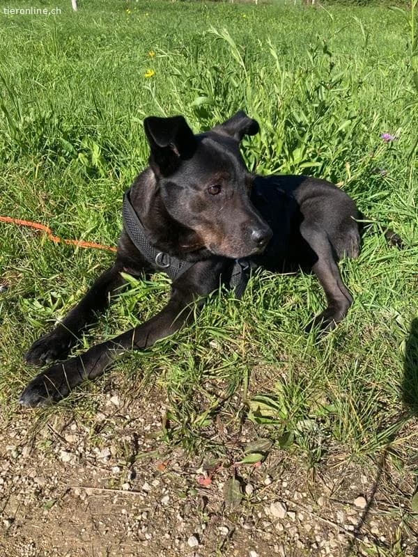 Mogli, male Mixed Breed for adoption at Tieronline.ch, Zürich — photo 2 of 6