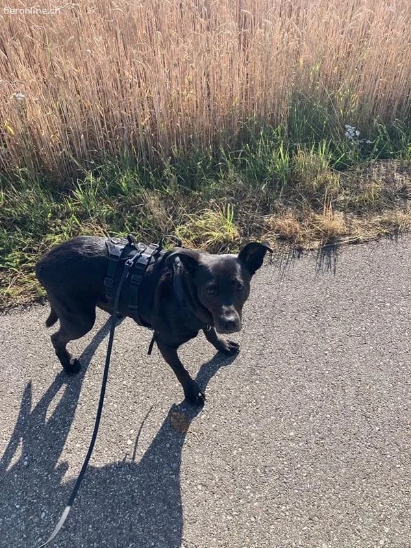 Mogli, male Mixed Breed for adoption at Tieronline.ch, Zürich — photo 3 of 6
