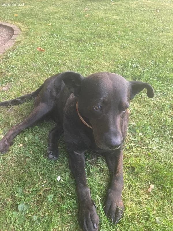 Mogli, male Mixed Breed for adoption at Tieronline.ch, Zürich — photo 4 of 6