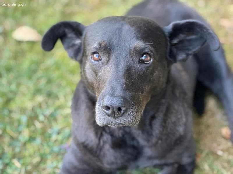 Mogli, male Mixed Breed for adoption at Tieronline.ch, Zürich — photo 5 of 6