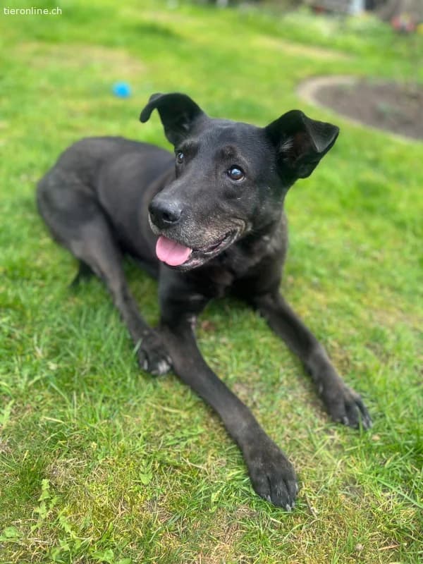 Mogli, male Mixed Breed for adoption at Tieronline.ch, Zürich — photo 6 of 6