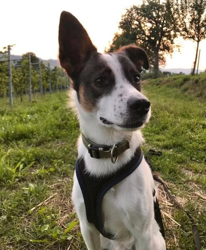 Mailo, male Mixed Breed for adoption at Tieronline.ch, Zürich — photo 2 of 6