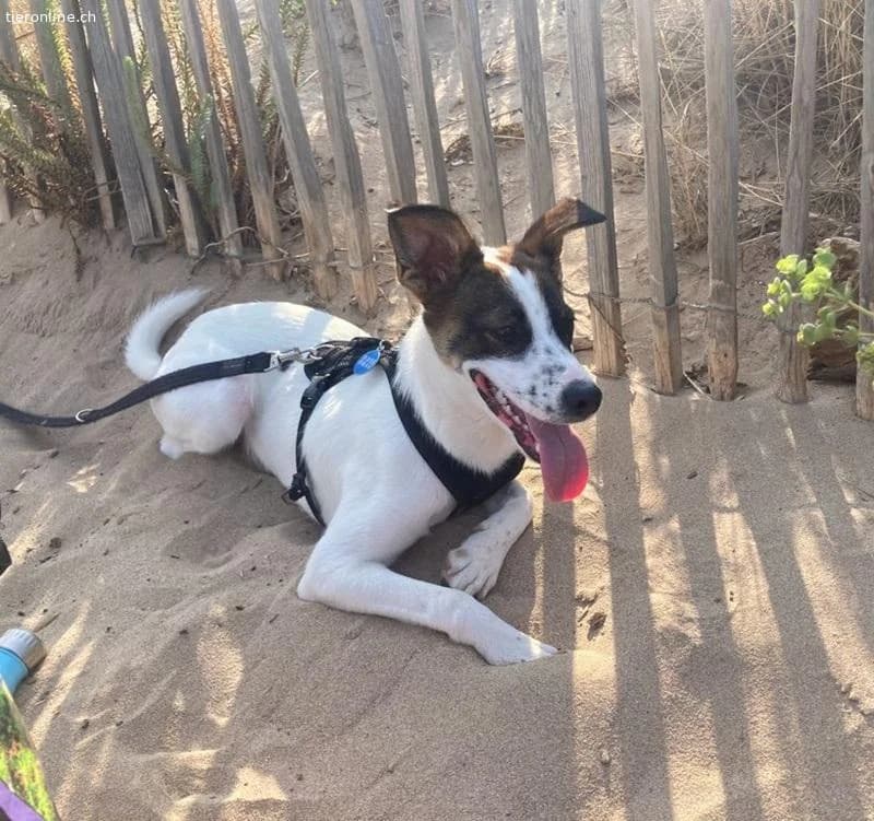 Mailo, male Mixed Breed for adoption at Tieronline.ch, Zürich — photo 3 of 6