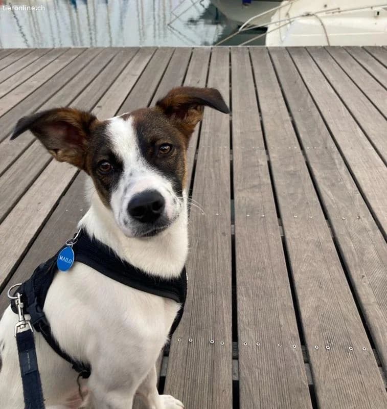 Mailo, male Mixed Breed for adoption at Tieronline.ch, Zürich — photo 4 of 6
