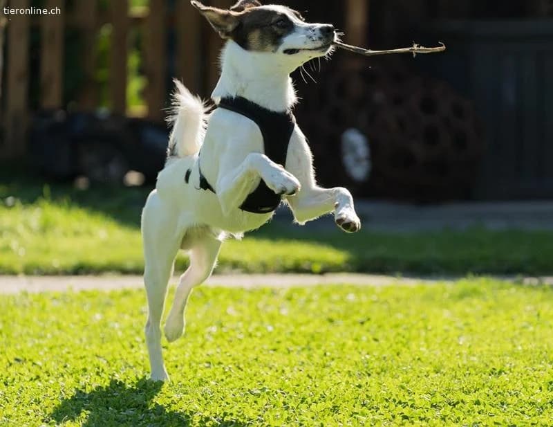 Mailo, male Mixed Breed for adoption at Tieronline.ch, Zürich — photo 5 of 6