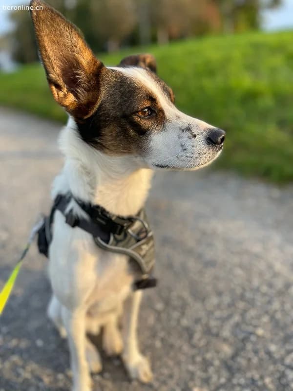 Mailo, male Mixed Breed for adoption at Tieronline.ch, Zürich — photo 6 of 6