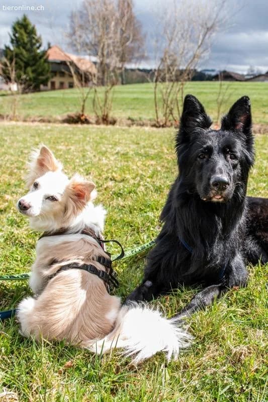 Mailo,  German Shepherd for adoption at Tieronline.ch, Zürich