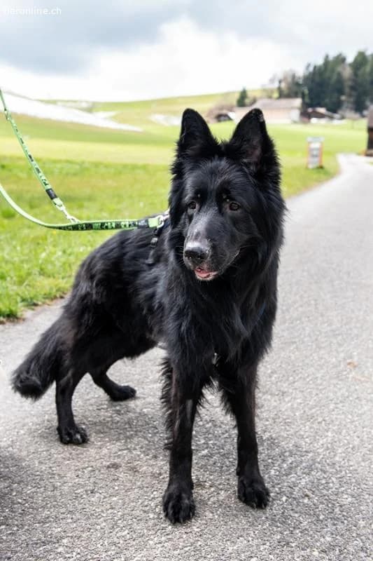 Mailo,  German Shepherd for adoption at Tieronline.ch, Zürich — photo 2 of 6