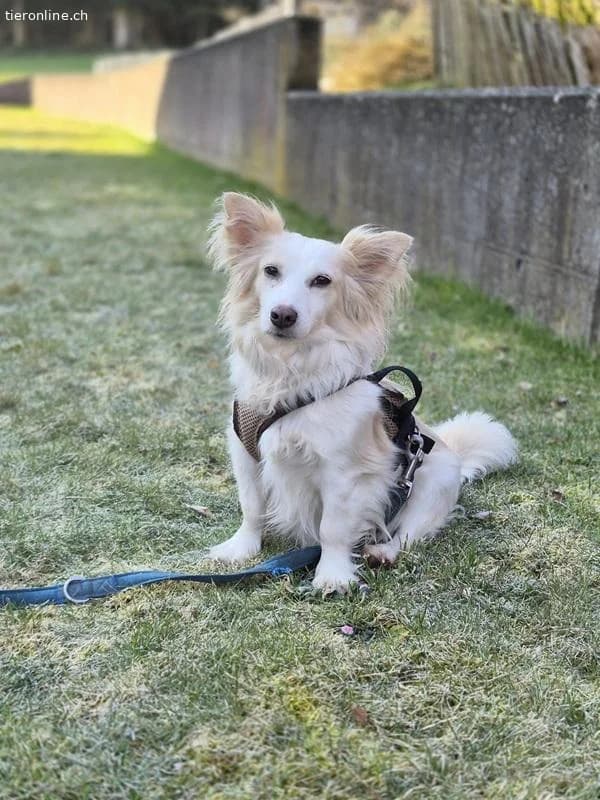 Mailo,  German Shepherd for adoption at Tieronline.ch, Zürich — photo 3 of 6
