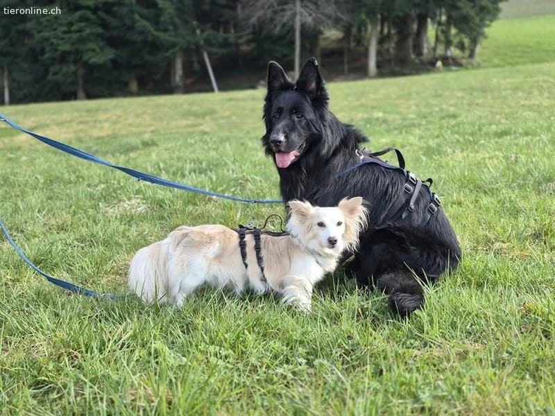 Mailo,  German Shepherd for adoption at Tieronline.ch, Zürich — photo 4 of 6