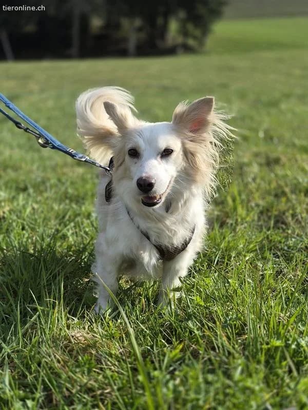 Mailo,  German Shepherd for adoption at Tieronline.ch, Zürich — photo 5 of 6