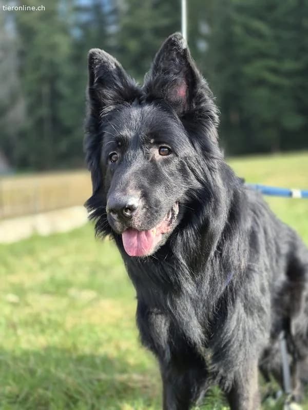 Mailo,  German Shepherd for adoption at Tieronline.ch, Zürich — photo 6 of 6