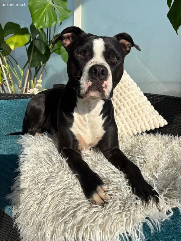 Lennox, male American Staffordshire Terrier for adoption at Tieronline.ch, Zürich