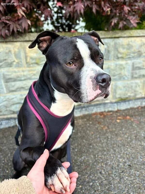 Lennox, male American Staffordshire Terrier for adoption at Tieronline.ch, Zürich — photo 2 of 6